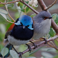 Red-winged Fairywren